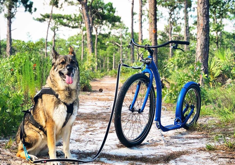 A New Breed Of Sexy Dog Scooters